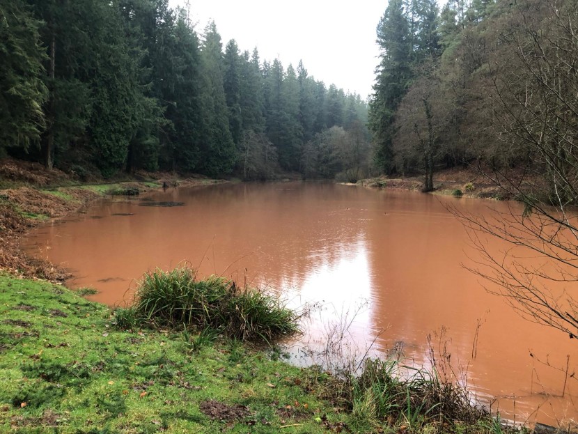 Forest Pool coloured